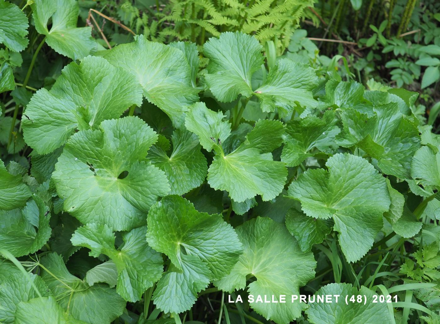 Kingcup, Marsh Marigold leaf